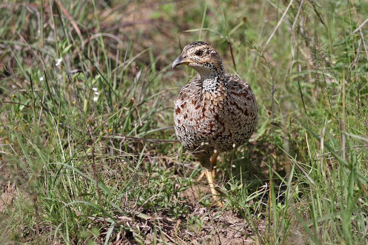 Shelley's Francolin - ML188300041