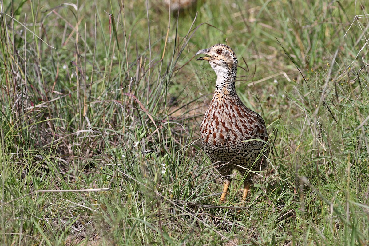 Shelley's Francolin - ML188300051