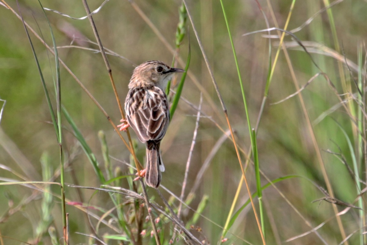 Desert Cisticola - ML188300271