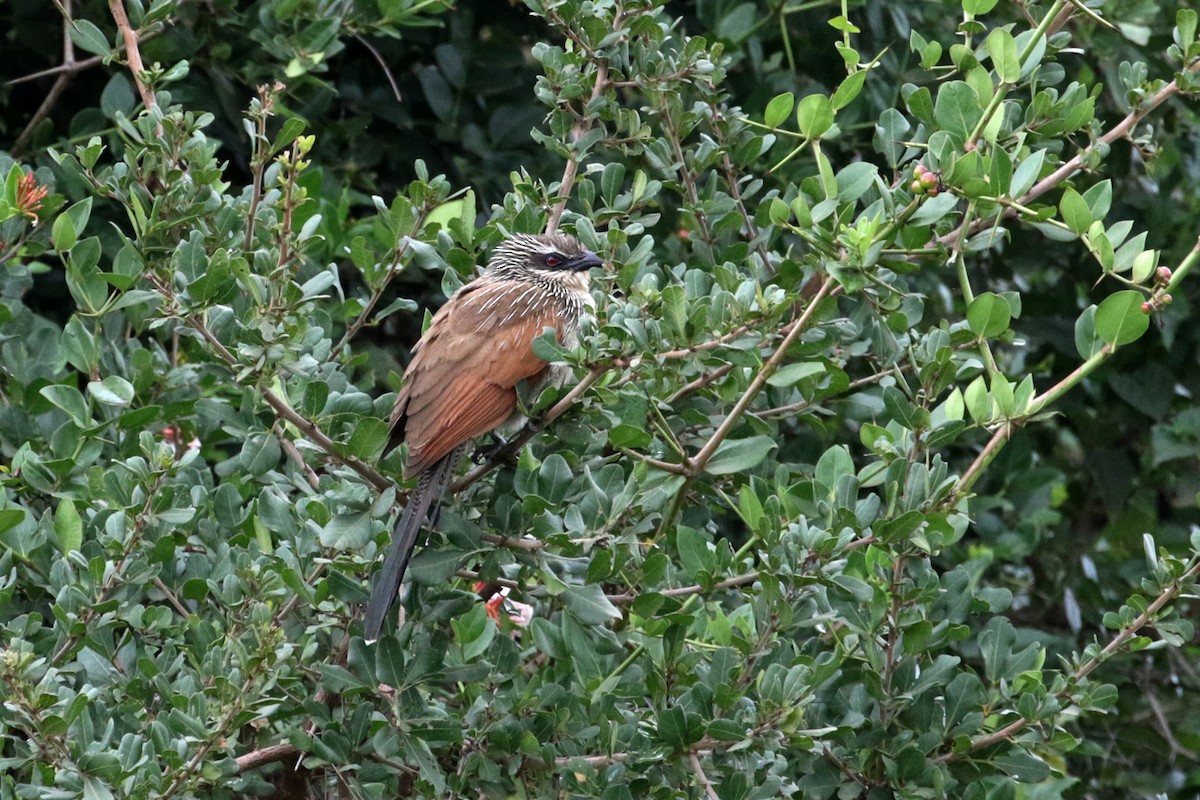White-browed Coucal (White-browed) - ML188300531