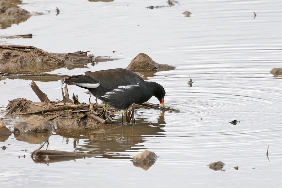 Eurasian Moorhen - ML188300581