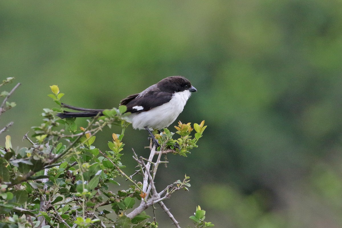 Long-tailed Fiscal - ML188301211