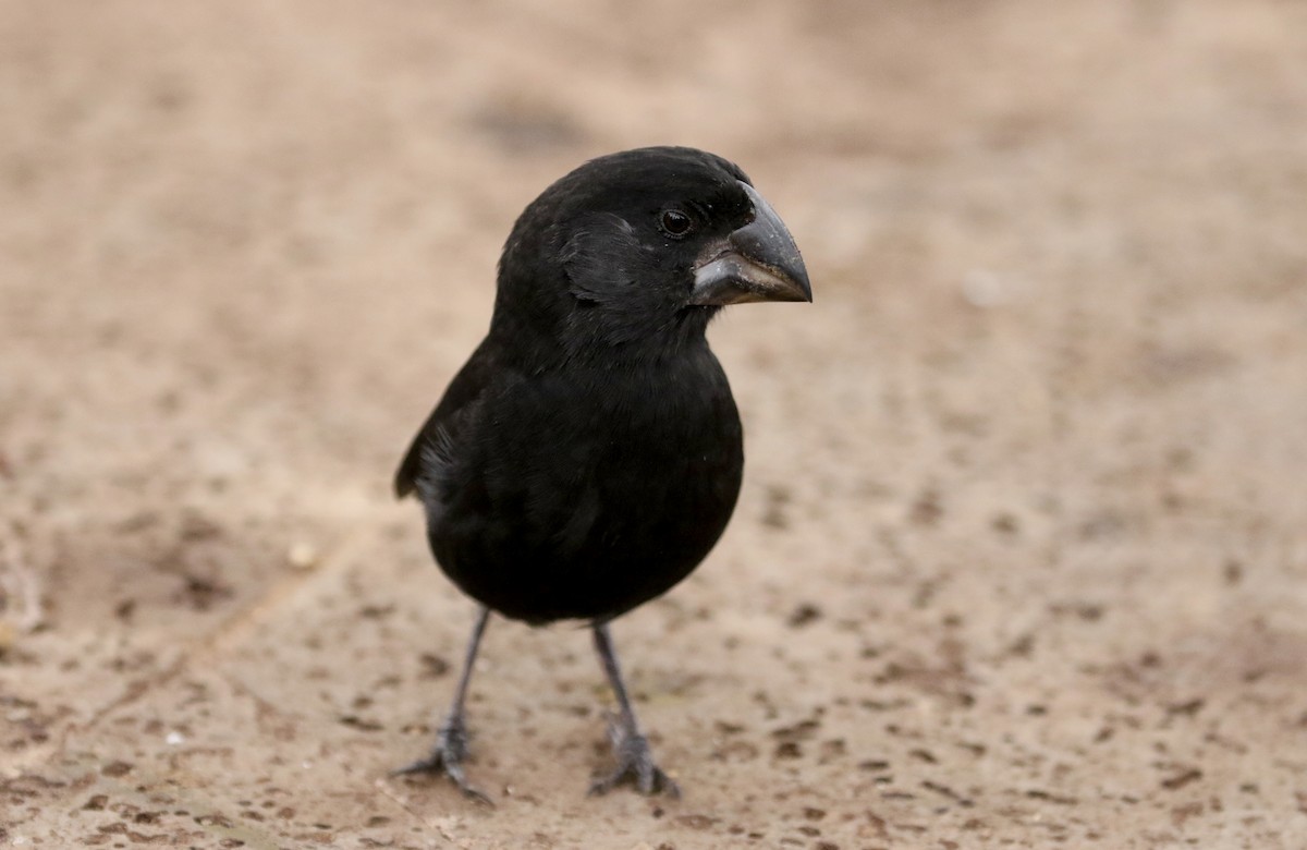 Large Ground-Finch - ML188304001