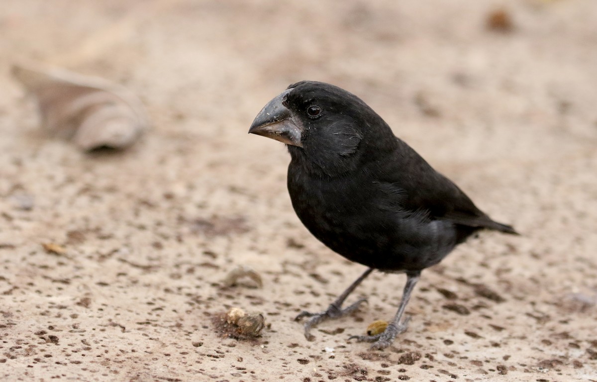 Large Ground-Finch - ML188304211