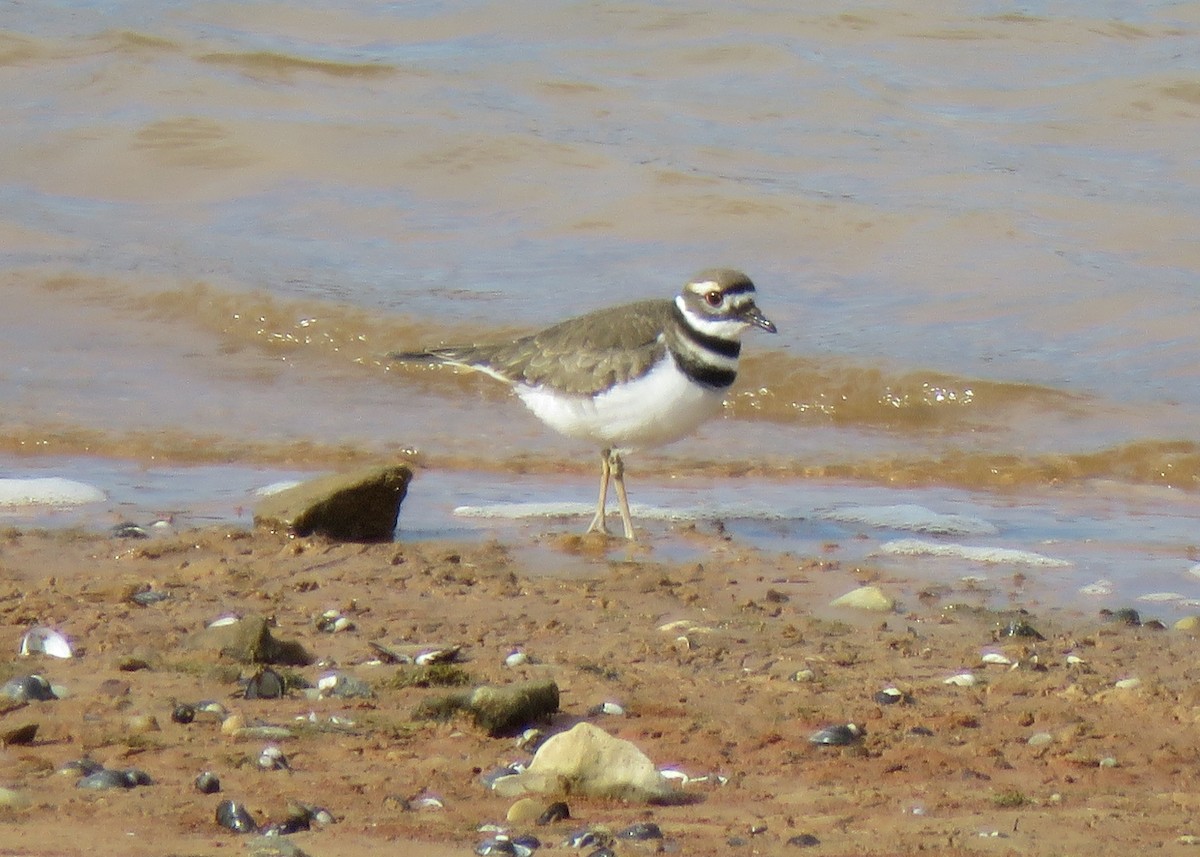 Killdeer - ML188305211