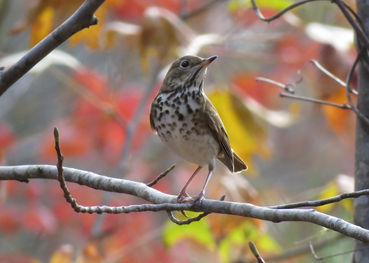 Hermit Thrush - ML188305671