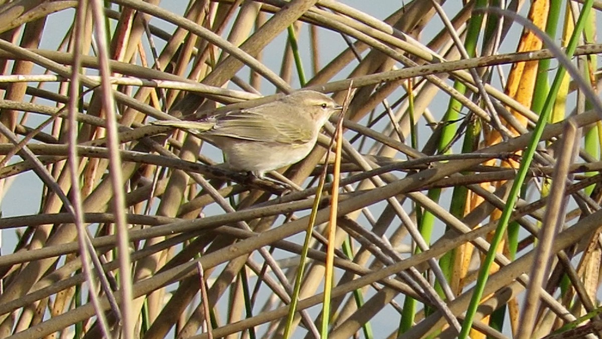 嘰喳柳鶯(tristis) - ML188306121