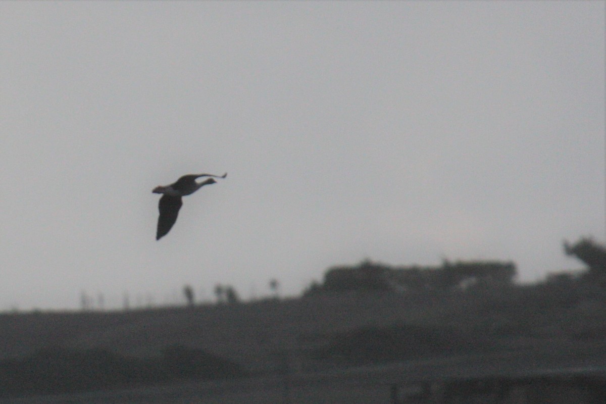 Pink-footed Goose - ML188306321