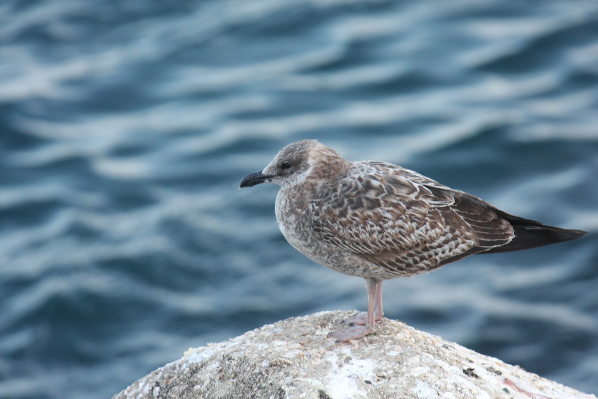 Lesser Black-backed Gull - Carlos Pacheco