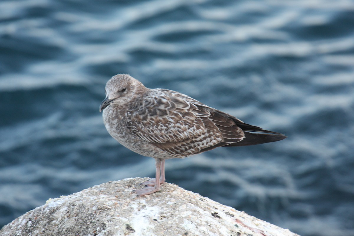 Lesser Black-backed Gull - Carlos Pacheco