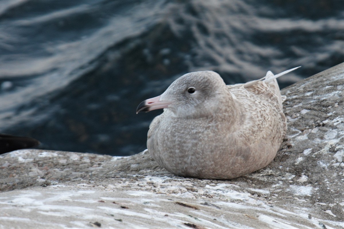 Glaucous Gull - Carlos Pacheco