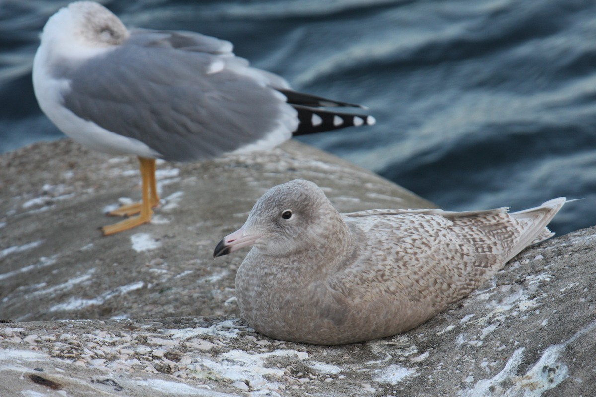 Glaucous Gull - Carlos Pacheco