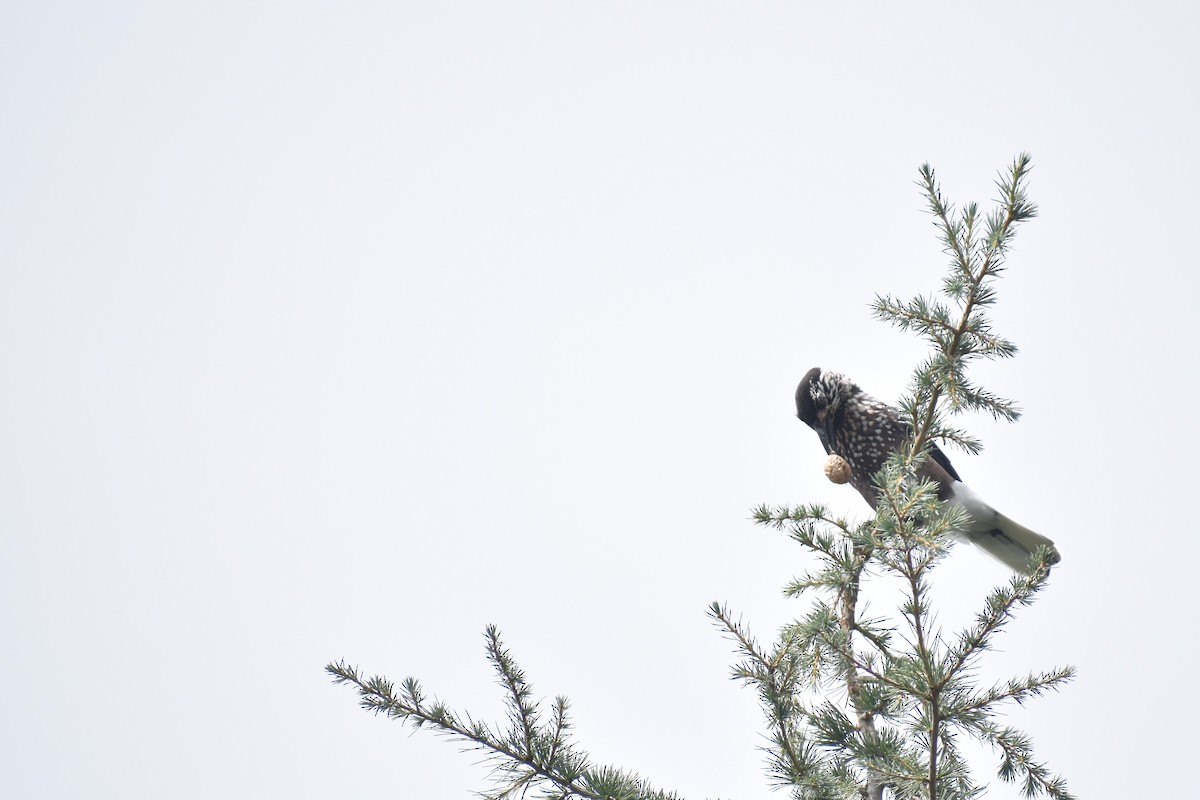 Eurasian Nutcracker - Samakshi Tiwari