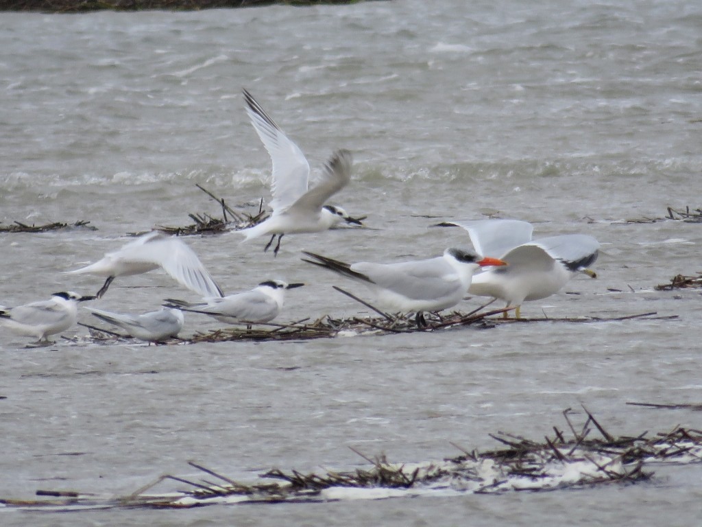 Caspian Tern - Sam Cooper