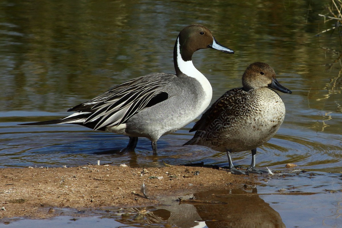 Northern Pintail - gord smith