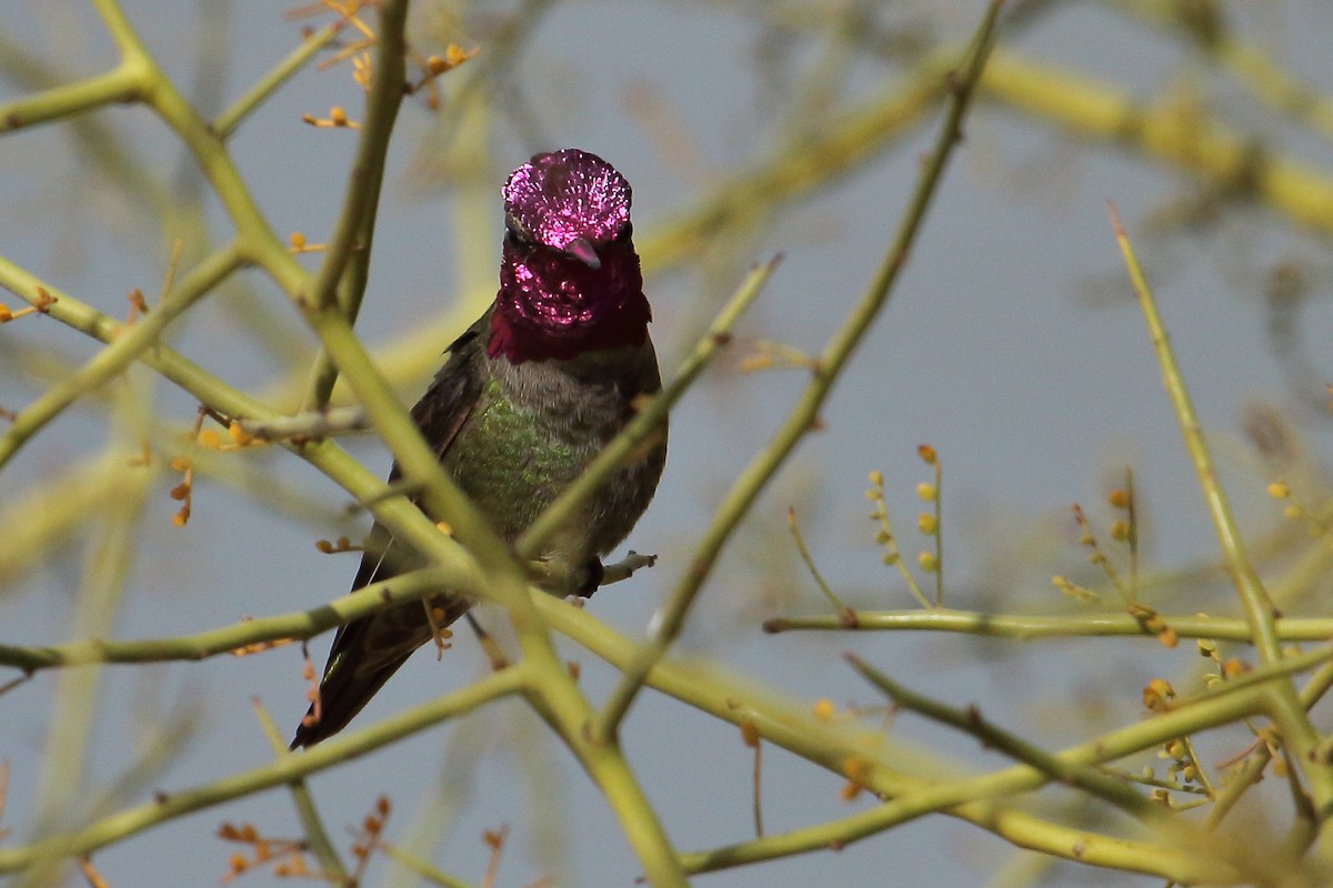 Anna's Hummingbird - ML188310941