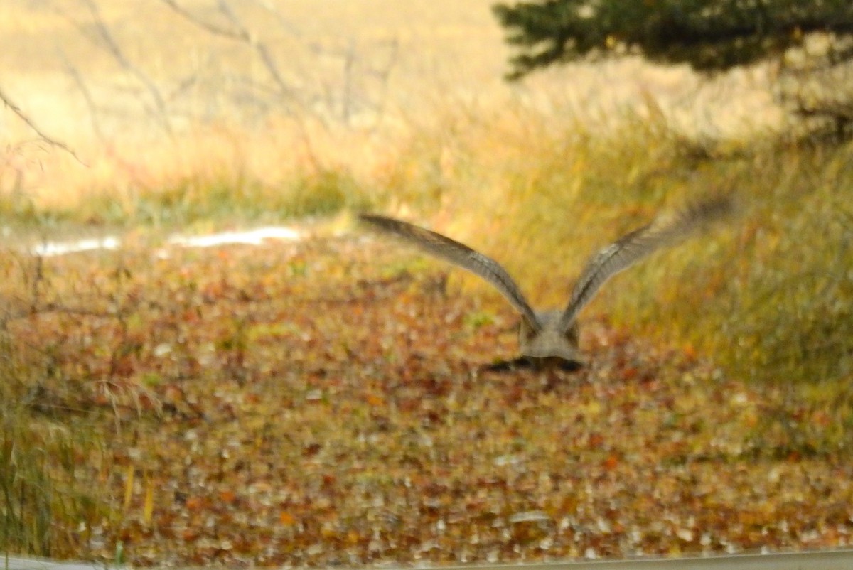 Long-eared Owl - ML188311031