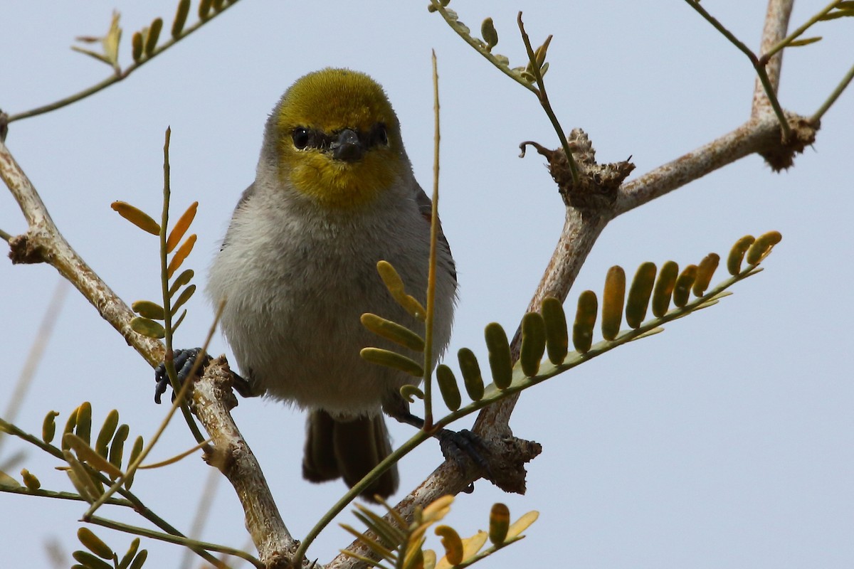 Auripare verdin - ML188311191