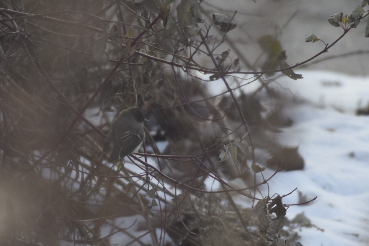 Eastern Phoebe - ML188311421