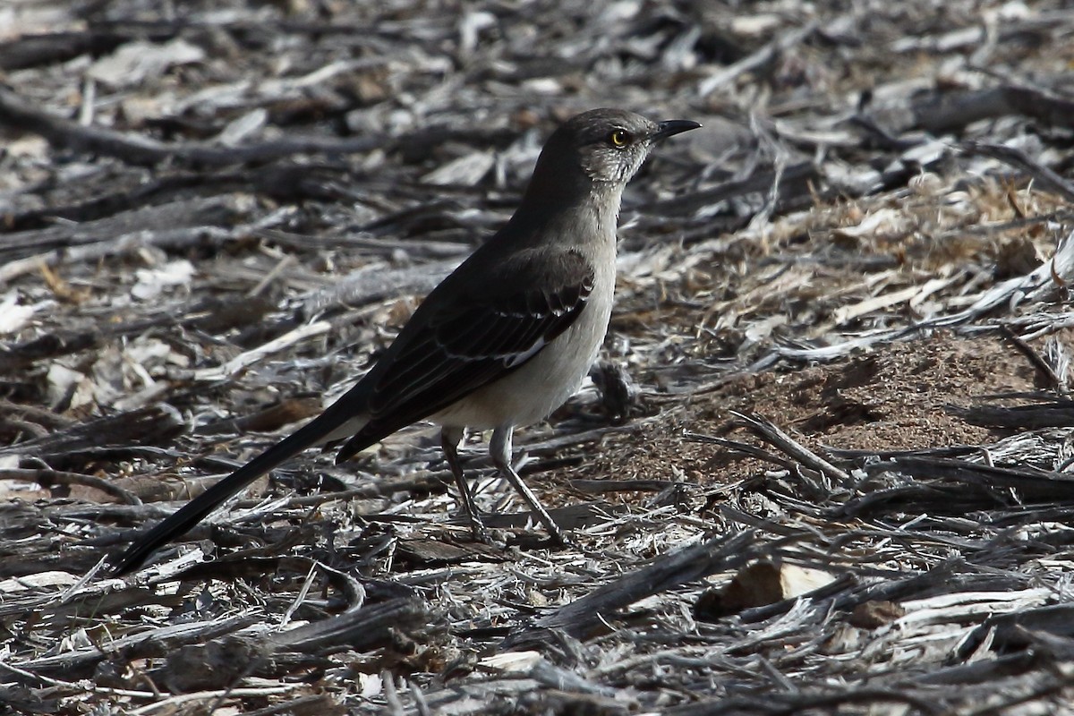 Northern Mockingbird - ML188311561