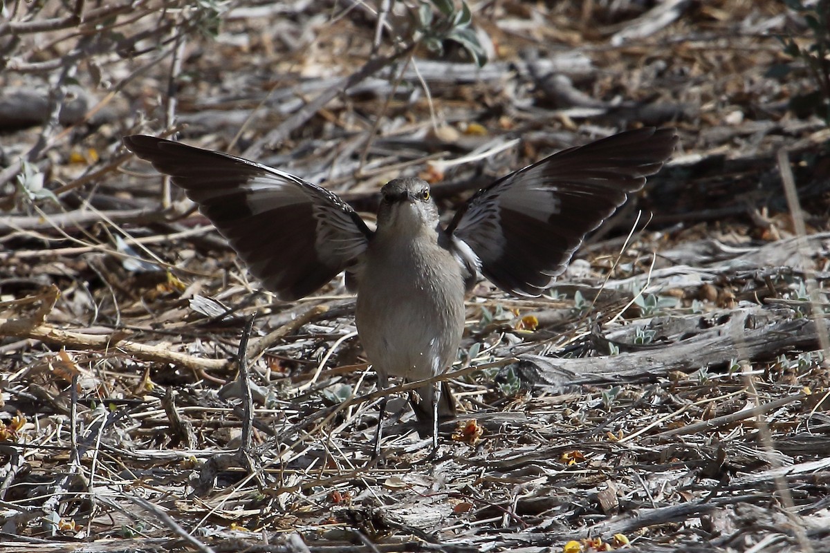 Northern Mockingbird - ML188311581