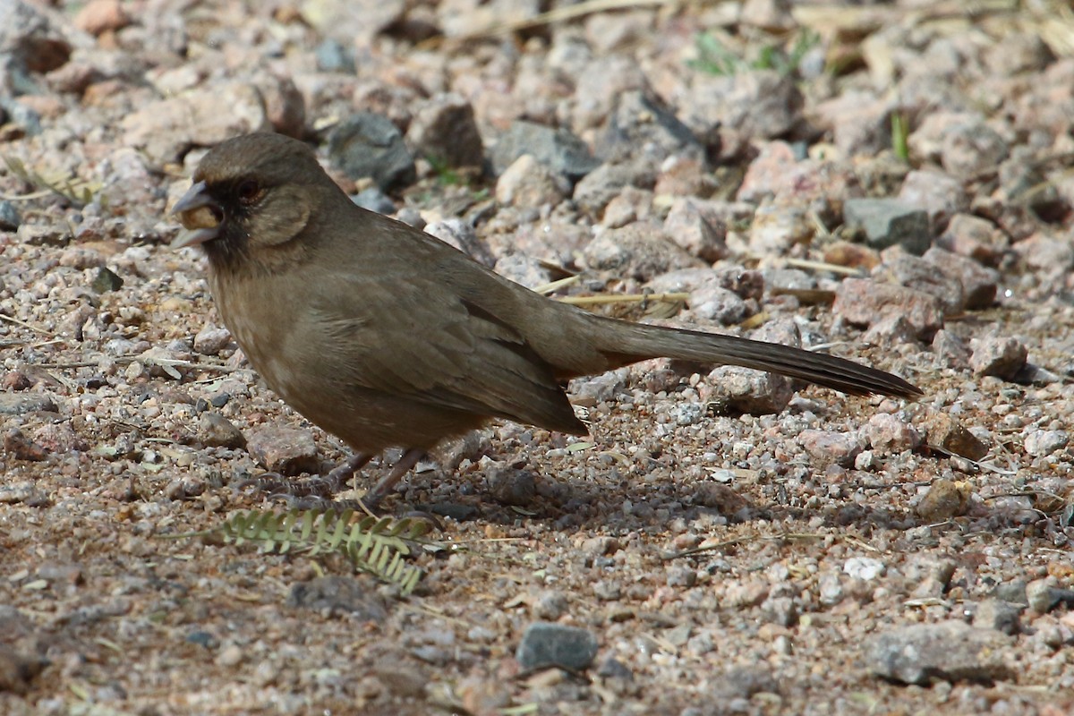 Abert's Towhee - ML188311891