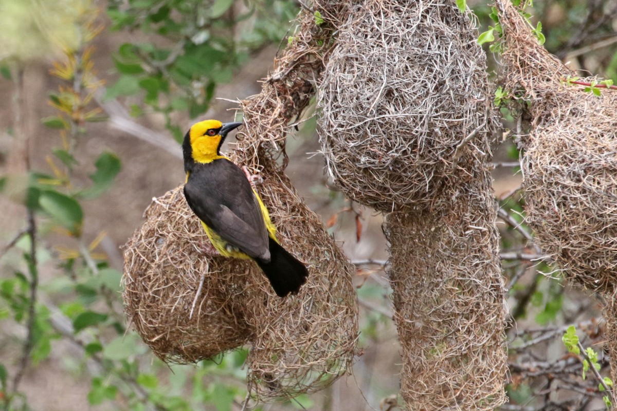 Black-necked Weaver - ML188313911