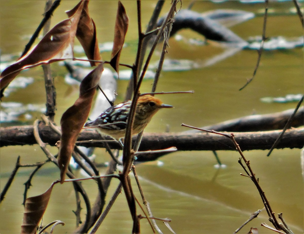 Amazonian Streaked-Antwren - Nicolás Bejarano