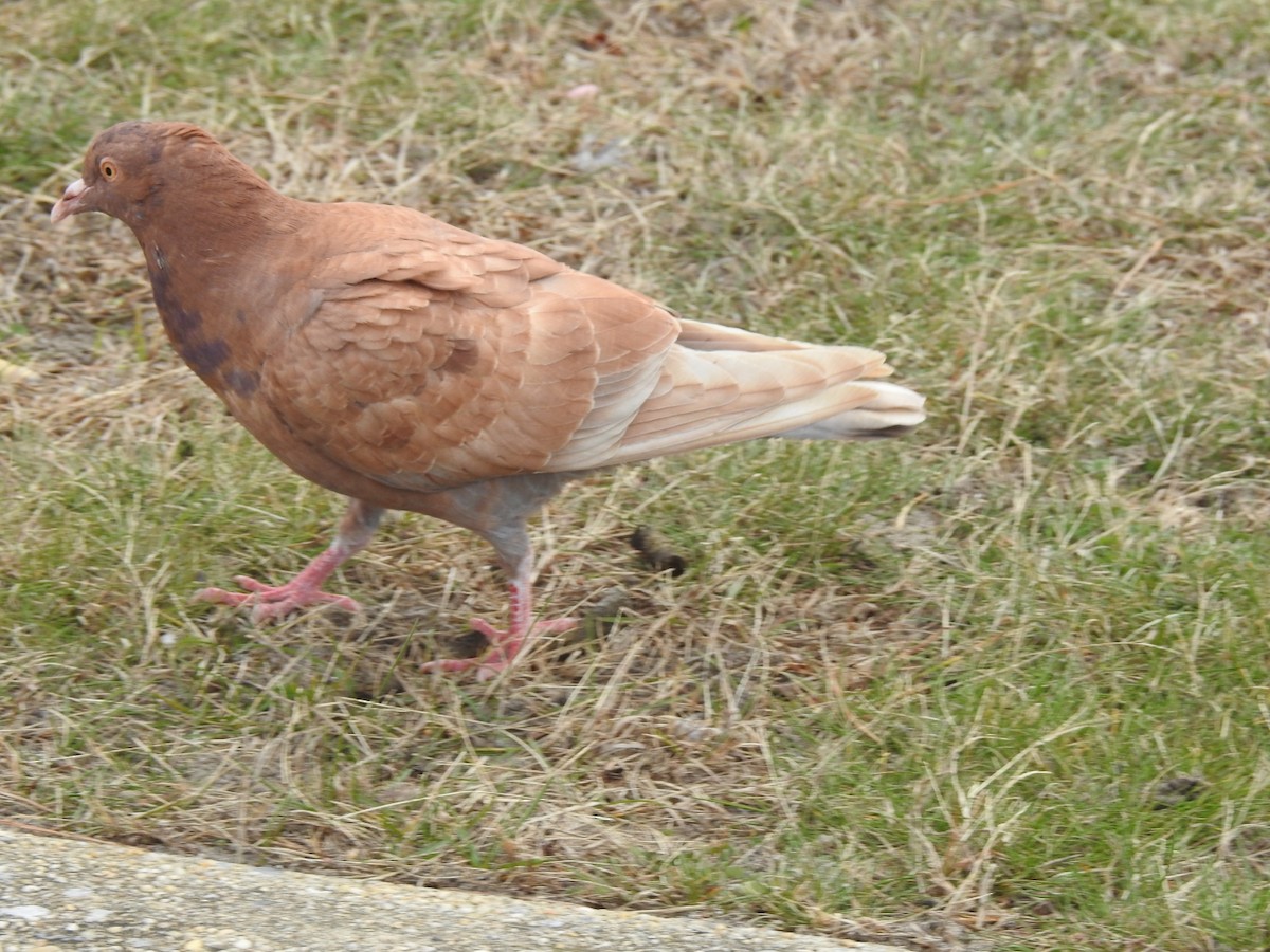Сизый голубь (Одомашненного типа) - ML188315761