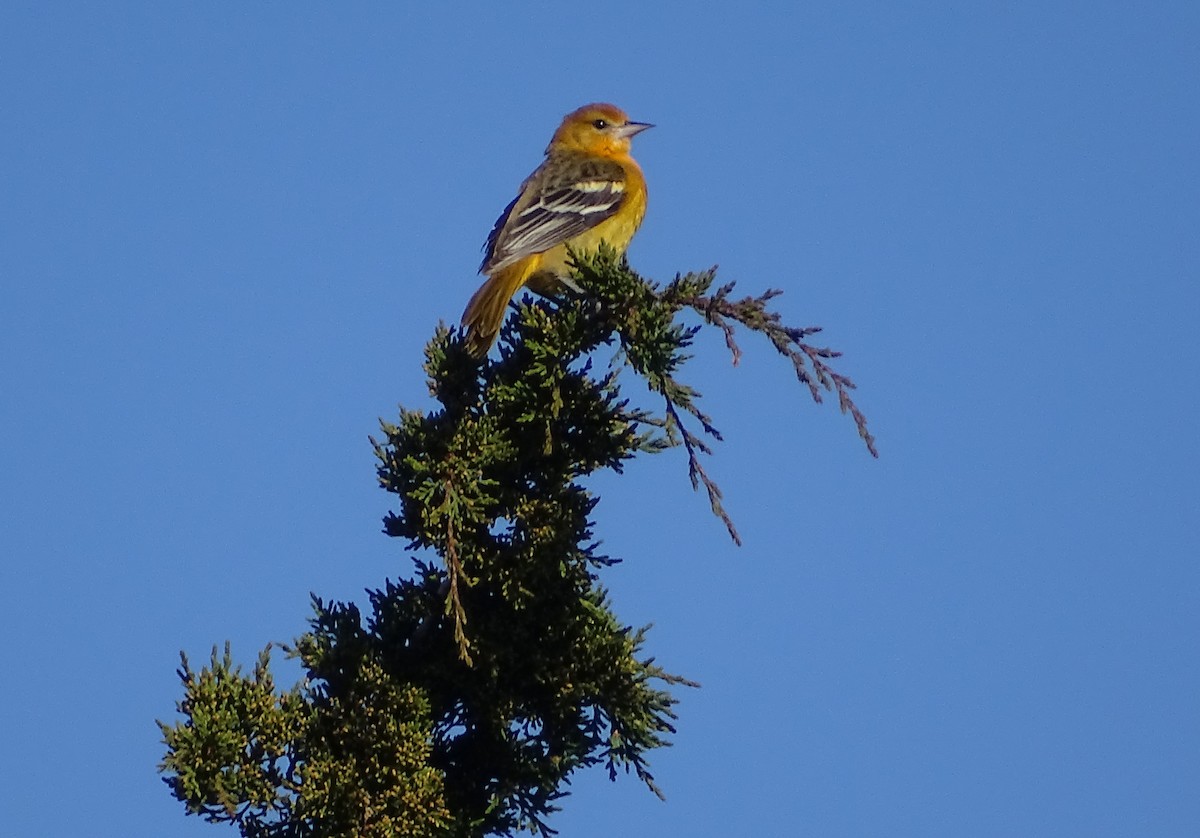 Baltimore Oriole - ML188318101