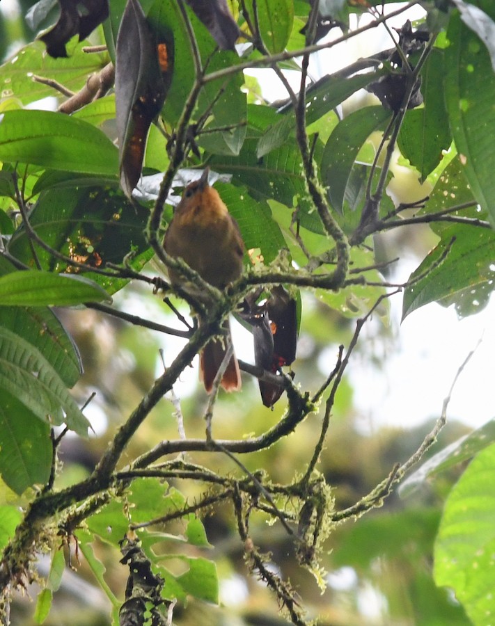 Ruddy Foliage-gleaner (Black-tailed) - eBird