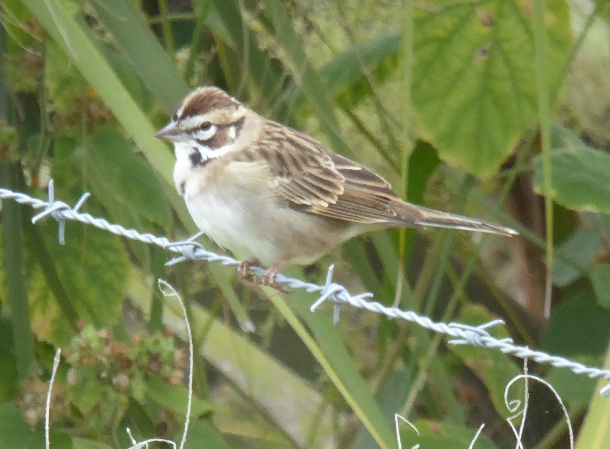 Lark Sparrow - ML188320381