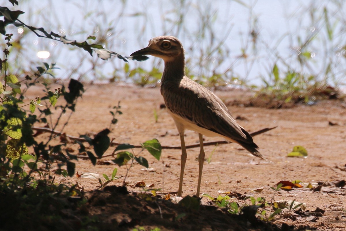 Alcaraván Senegalés - ML188324081