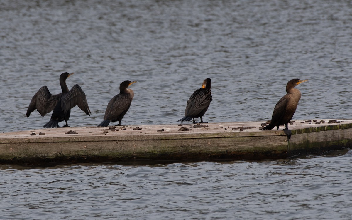 Cormoran à aigrettes - ML188325601