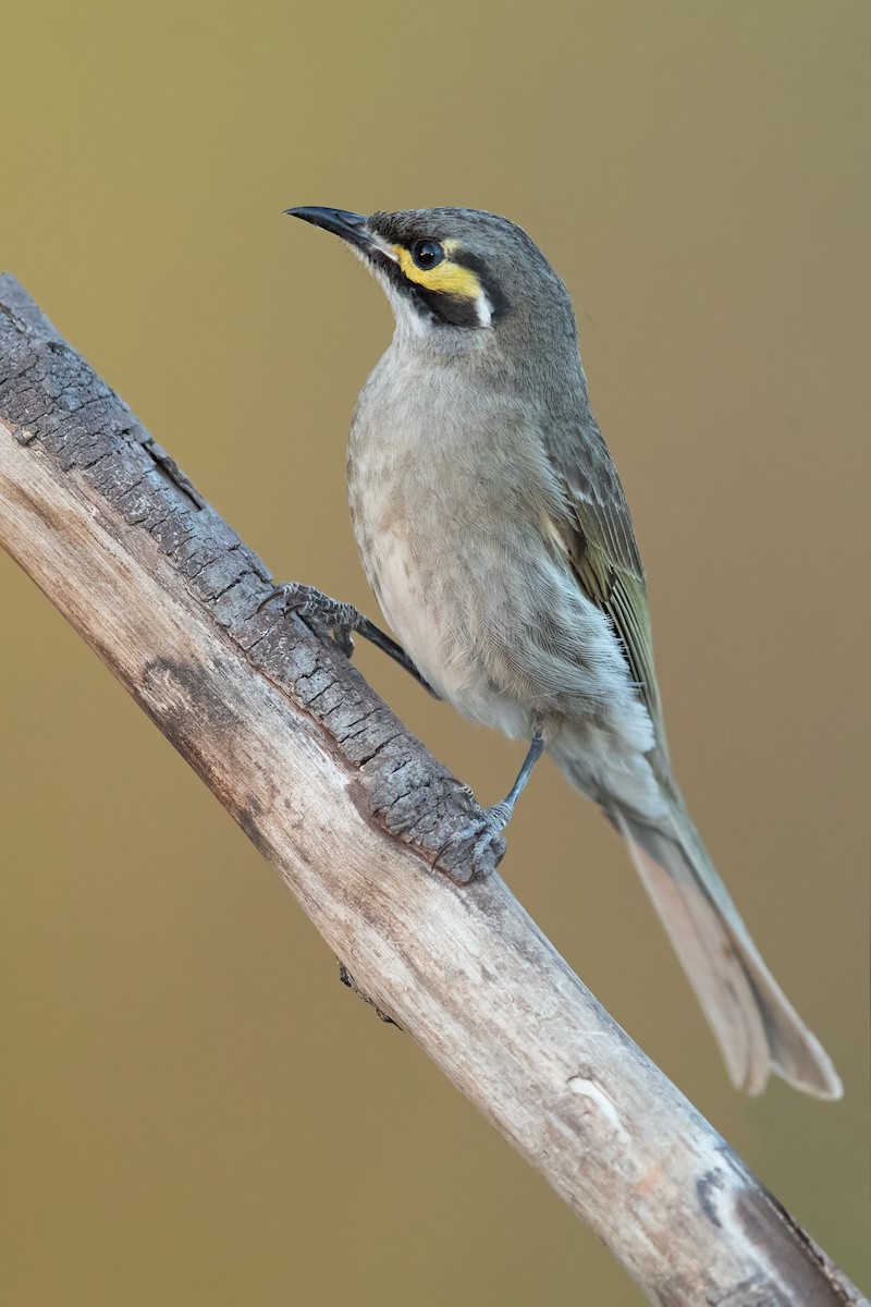 Yellow-faced Honeyeater - ML188327301