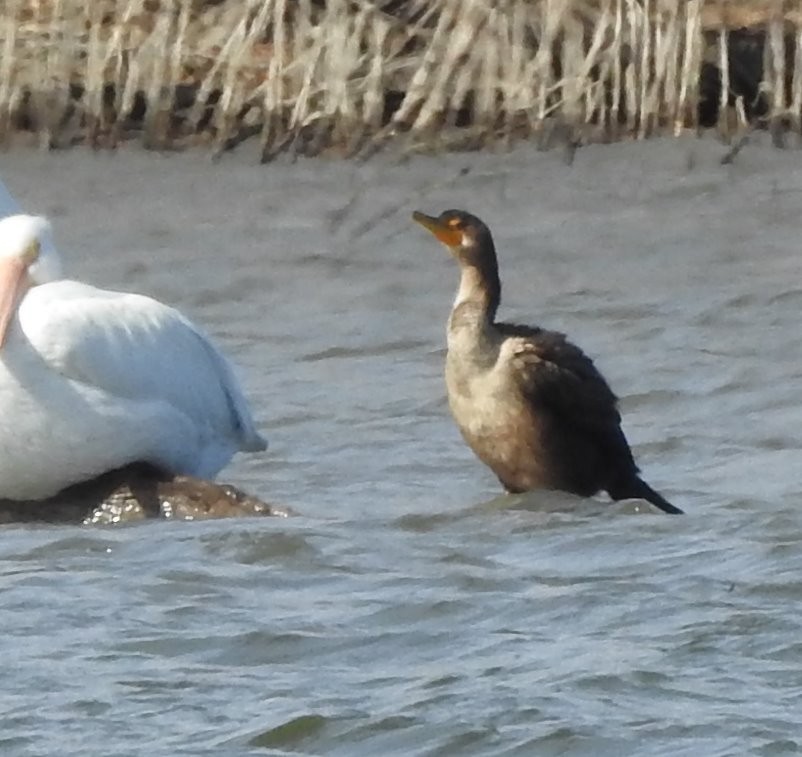 Cormoran à aigrettes - ML188327781