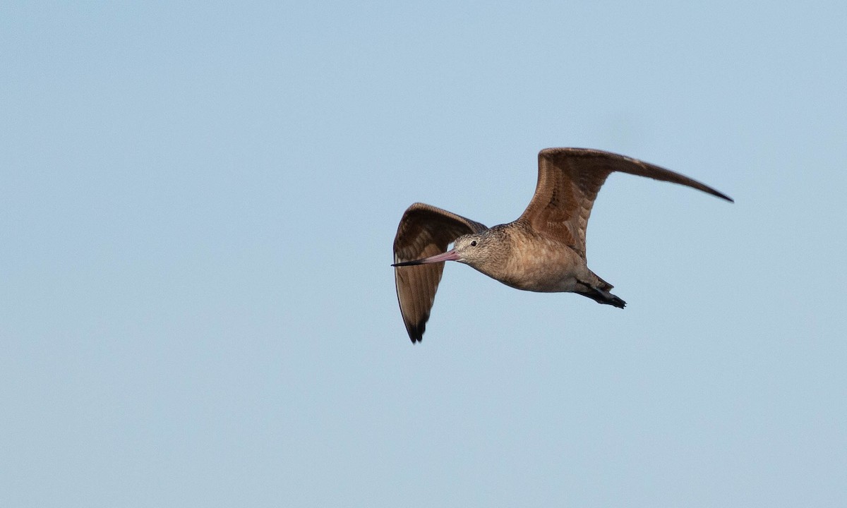 Marbled Godwit - ML188330551