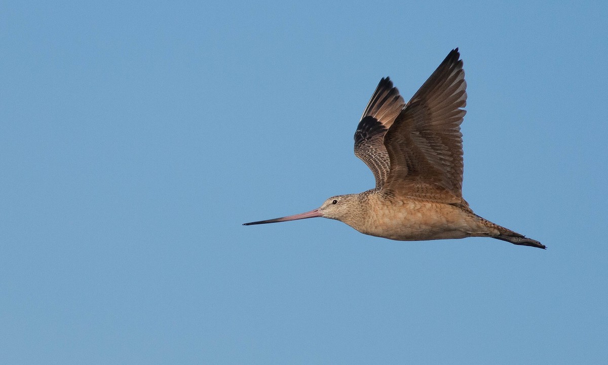 Marbled Godwit - ML188330571