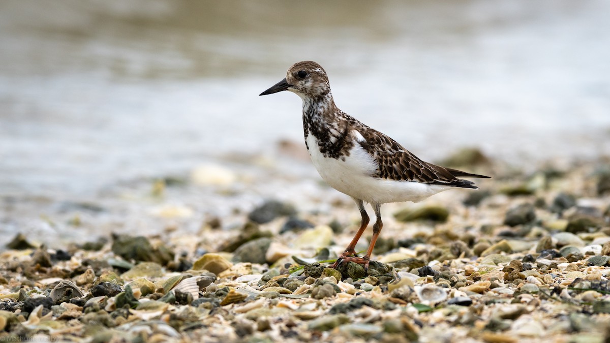 Ruddy Turnstone - Mathurin Malby