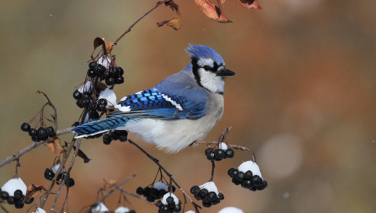 Blue Jay - Diane St-Jacques