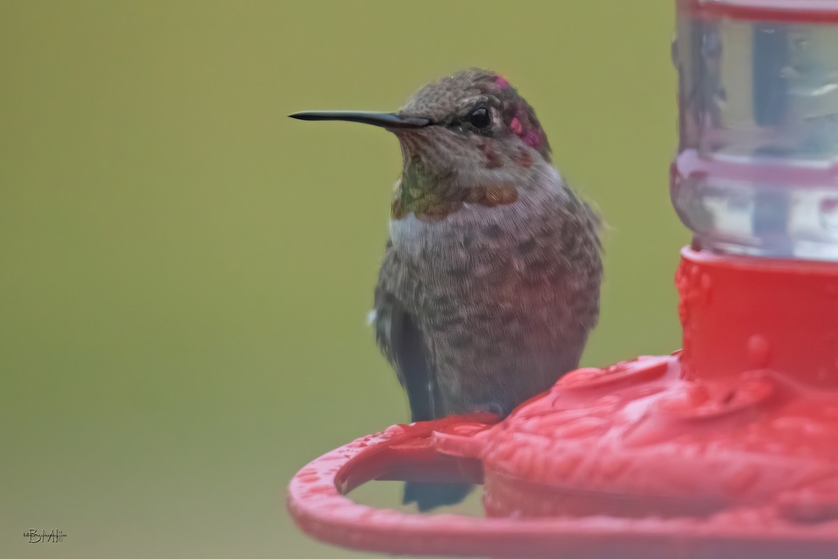 Anna's Hummingbird - ML188333191