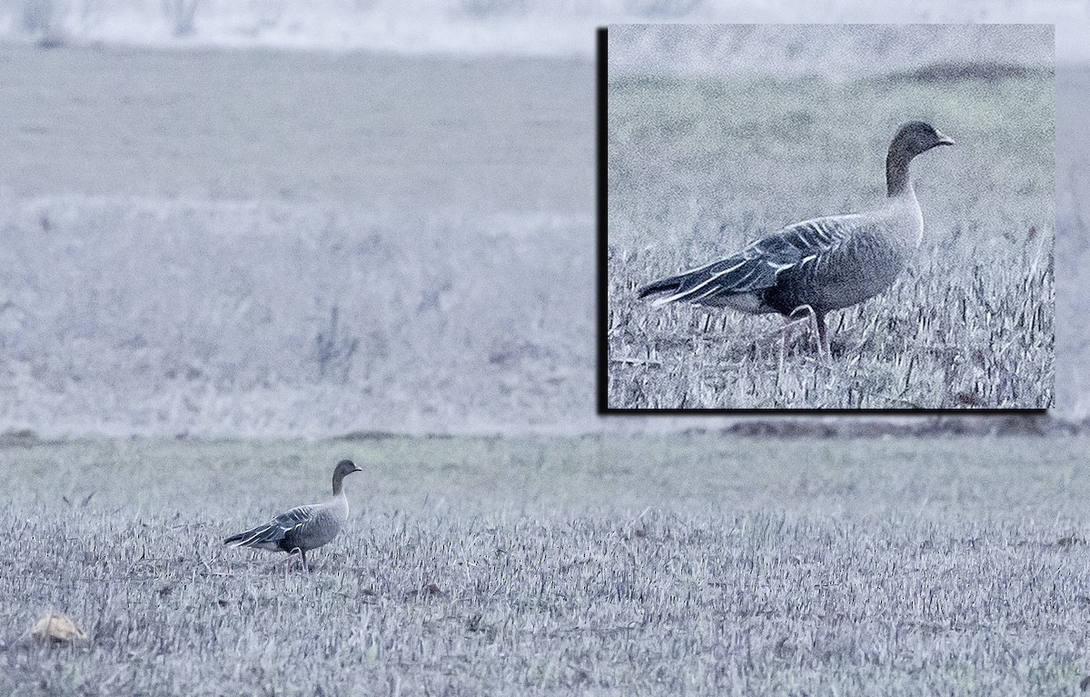 Pink-footed Goose - ML188334201
