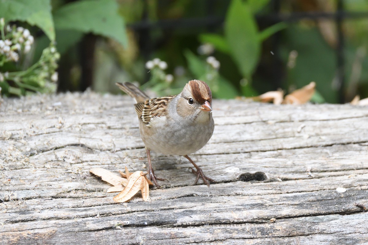 White-crowned Sparrow - ML188335041