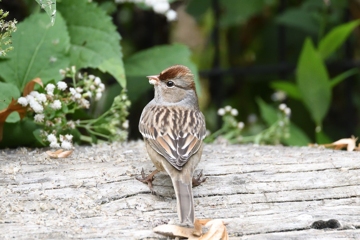 White-crowned Sparrow - ML188335071