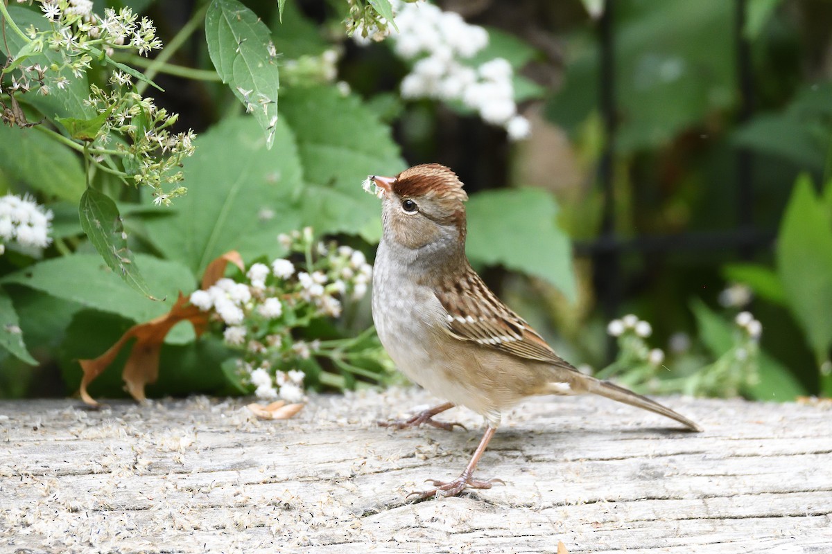 White-crowned Sparrow - ML188335091
