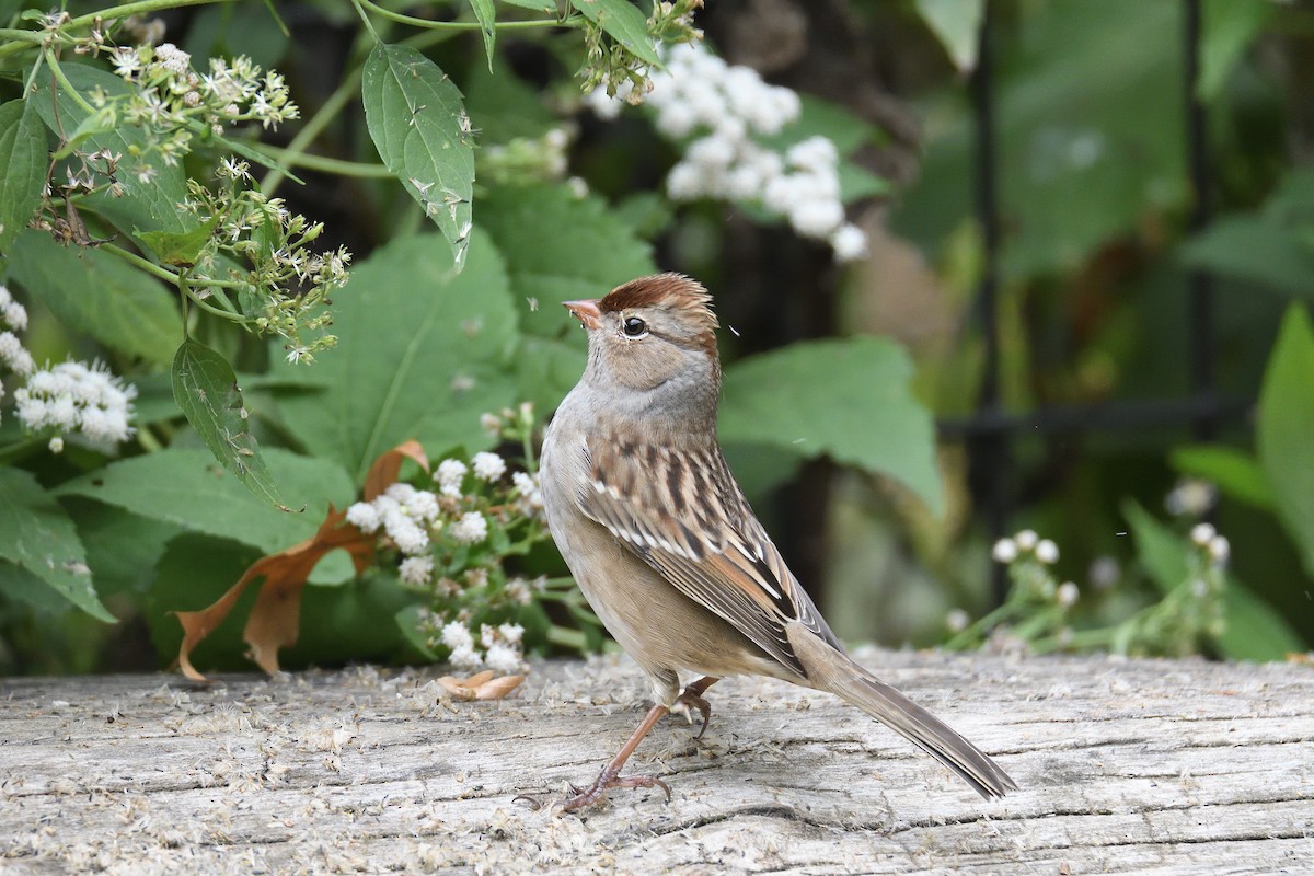 White-crowned Sparrow - ML188335111