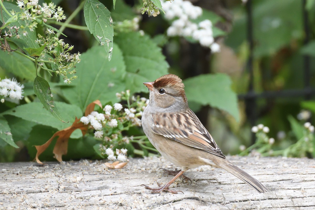 White-crowned Sparrow - ML188335151