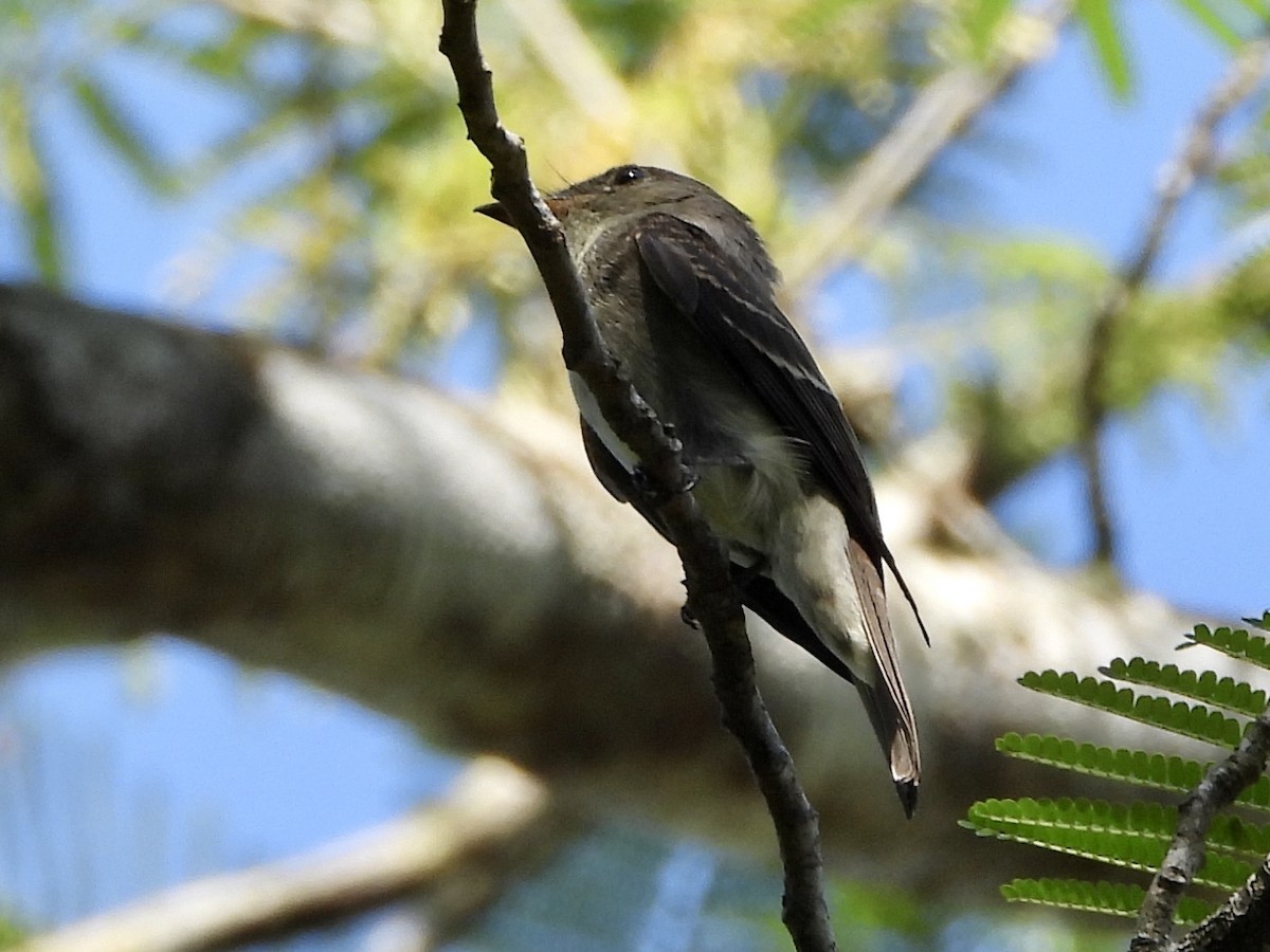 Eastern Wood-Pewee - ML188337931