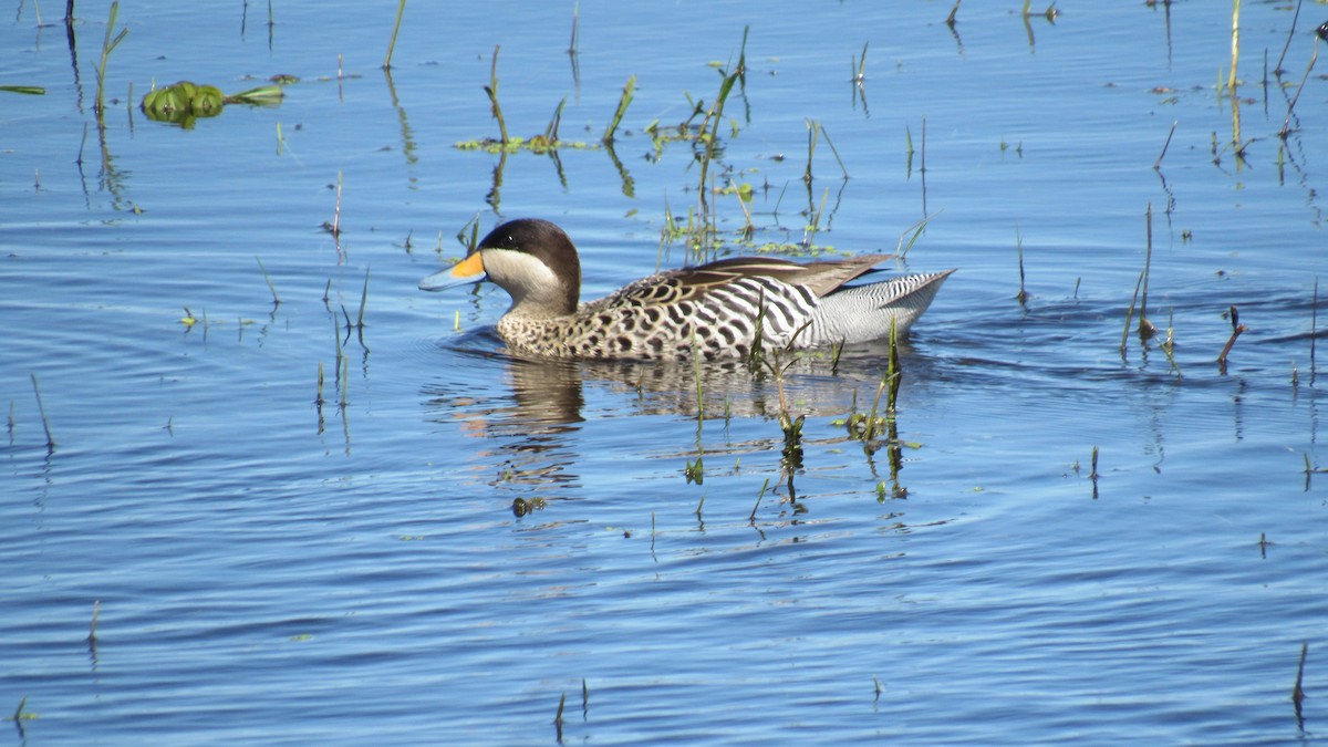 Silver Teal - ML188338871