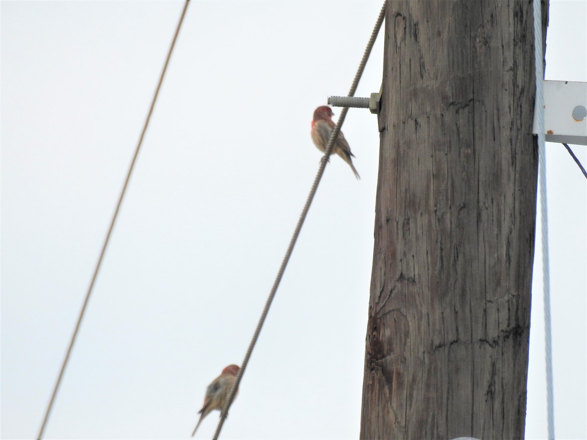 House Finch - ML188339071